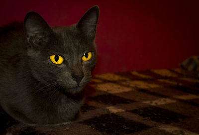 Close-up portrait of cat