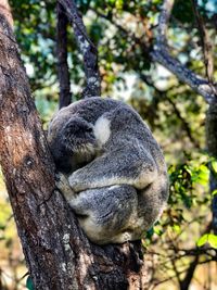 View of an animal sleeping on tree