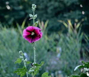 Close-up of pink flowering plant