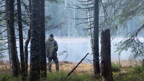 Trees in forest