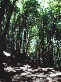 View of trees in forest