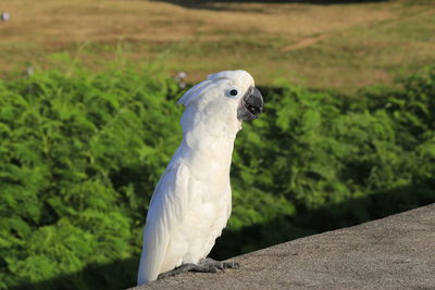 Close-up of a bird perching on a plant