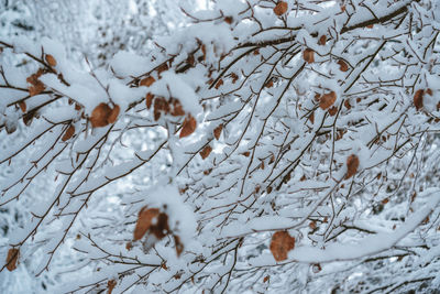 Snow covered leaves on tree during winter