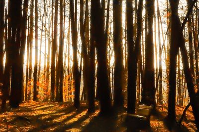 Trees in forest during sunset