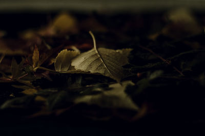 Close-up of dry maple leaves