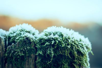 Close-up of frozen plant