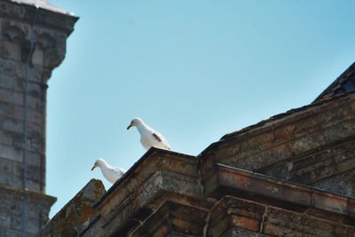 Low angle view of seagull perching on wall