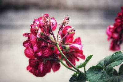 Close-up of pink flowering plant leaves