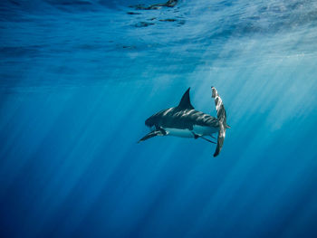 Great white shark swimming in sea