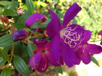 Close-up of purple flowers blooming outdoors