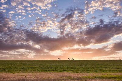 Scenic view of field against sky during sunset