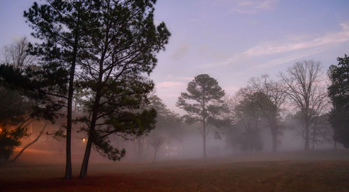 Trees on field against sky during sunset