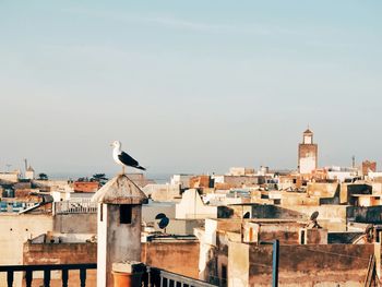 Bird perching on city against sky