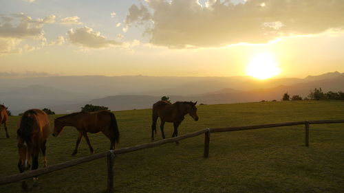 Horses on field against sky during sunset