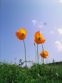 Close-up of yellow flowers blooming in field