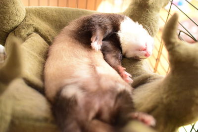 Close-up of cat sleeping