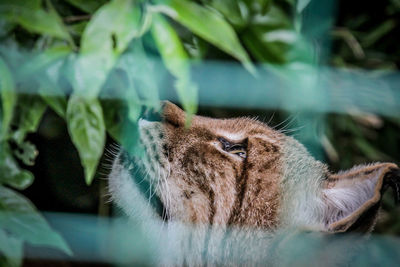 Close-up of a cat