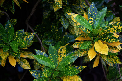 Top view of yellow dotted leaves