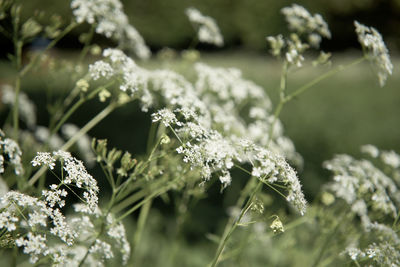 Close-up of flowering plant on field