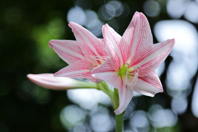 Close-up of pink flower