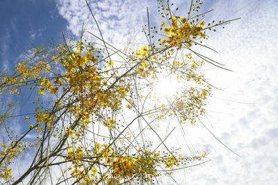 Low angle view of flowering plant against sky