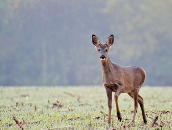 Portrait of horse standing on field