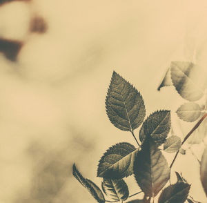 leaf