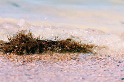 Close-up of sand on beach against sky