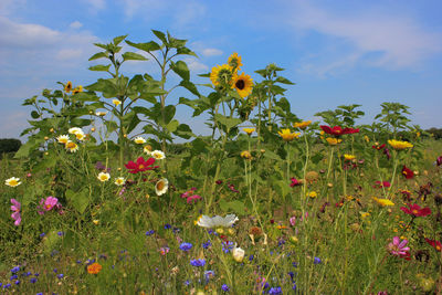 Close-up of flowering plant against cloudy sky