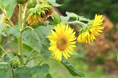 Close-up of yellow flowering plant