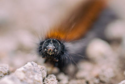 Close-up of bee on rock