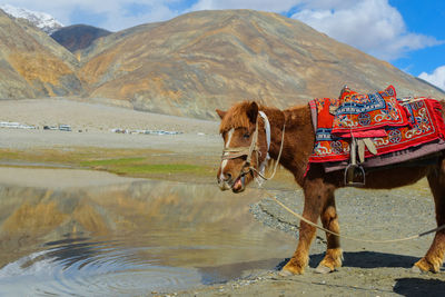 Horse cart in a lake