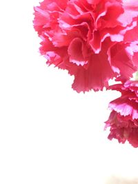 Close-up of pink flowers