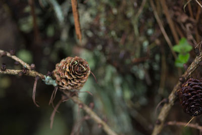 Close-up of dead plant