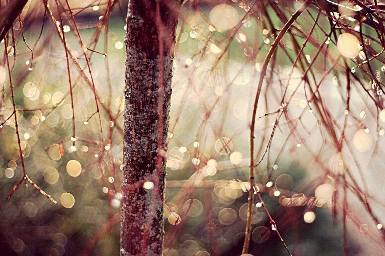 indoors, close-up, glass - material, fragility, window, transparent, water, drop, focus on foreground, wet, hanging, plant, spider web, pattern, no people, growth, reflection, day, nature, raindrop