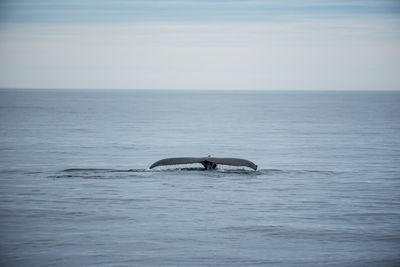 Whale swimming in sea against sky