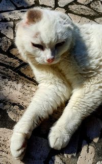 High angle view of cat relaxing outdoors