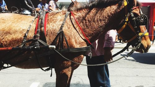 Horse cart on street