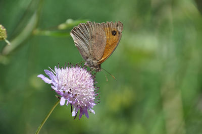 Close-up of butterfly pollinating on purple flower