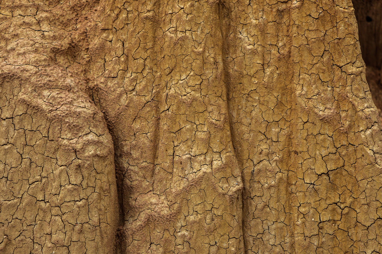 CLOSE-UP OF TREE TRUNK