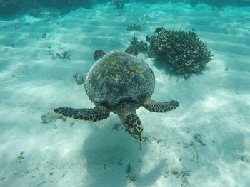 Jellyfish swimming in sea