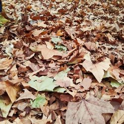 Full frame shot of dried autumn leaves on field