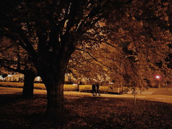 Trees on field against sky at night