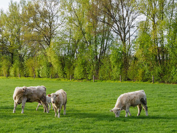 White cows on a field in gemany