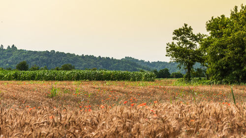 Scenic view of field against clear sky