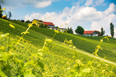 Plants growing on field by houses against sky