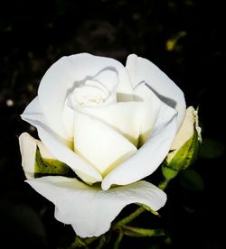 Close-up of white rose blooming outdoors