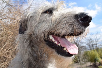 Close-up of dog against sky