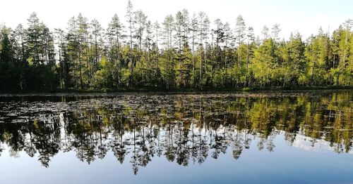 Reflection of trees in lake against sky