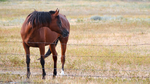 horse